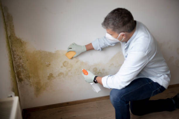 Best HVAC Mold Inspection and Cleaning  in Saint Johns University, MN