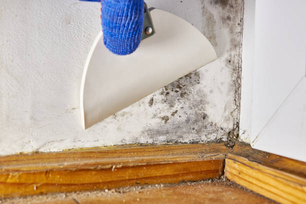 Best Environmental Consulting for Mold Prevention  in Saint Johns University, MN