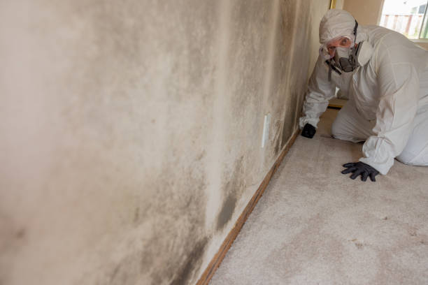 Best Biohazard Mold Removal  in Saint Johns University, MN